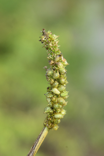 Aponogeton crispus, photograph 3