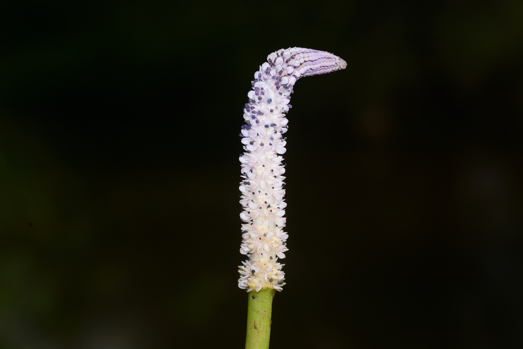 Crinkled Aponogeton