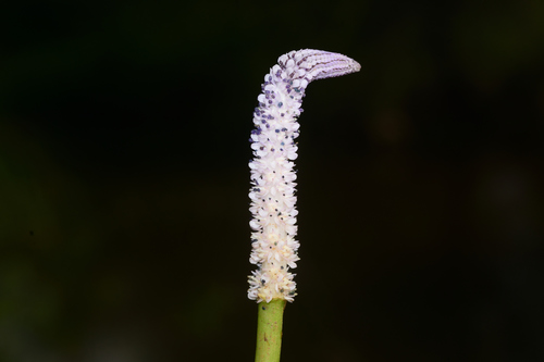 Aponogeton crispus