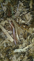 Subdoluseps bowringii