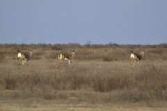 Gazella subgutturosa