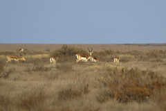 Gazella subgutturosa