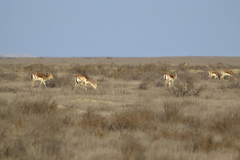 Gazella subgutturosa