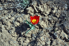 Tulipa suaveolens
