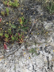 Aspalathus retroflexa bicolor