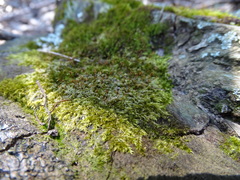 Sematophyllum