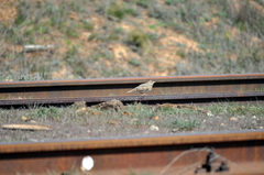 Galerida cristata