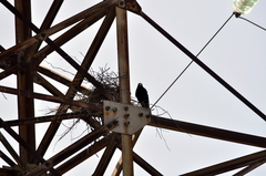 Corvus frugilegus