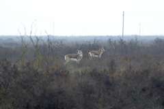 Gazella subgutturosa