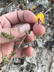 Aspalathus retroflexa bicolor
