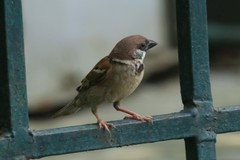 Passer montanus