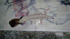 Hemidactylus frenatus