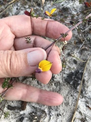 Aspalathus retroflexa bicolor