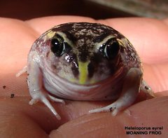 Moaning Frog photo 3