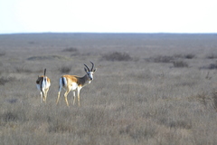 Gazella subgutturosa