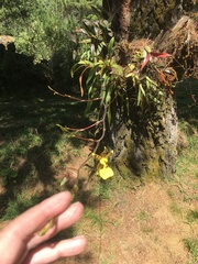 Oncidium unguiculatum