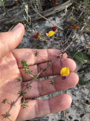 Aspalathus retroflexa bicolor