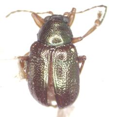 Percolaspis