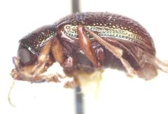 Percolaspis