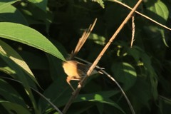 Prinia superciliaris