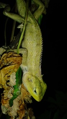 Calotes versicolor