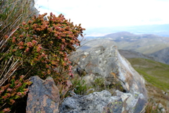 Passerina burchellii