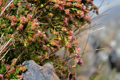 Passerina burchellii