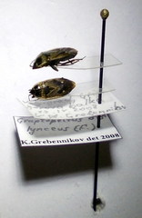 Graptopeltus lynceus