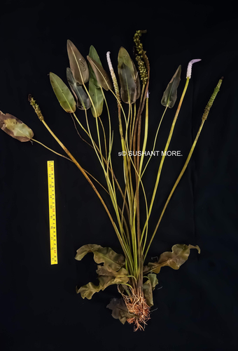 Aponogeton crispus, photograph 1