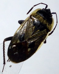 Graptopeltus lynceus