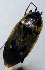 Graptopeltus lynceus