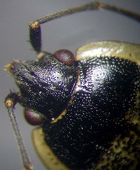 Graptopeltus lynceus