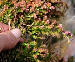 Passerina burchellii