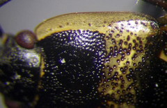 Graptopeltus lynceus