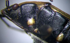 Graptopeltus lynceus
