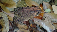 Duttaphrynus melanostictus