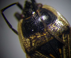 Graptopeltus lynceus