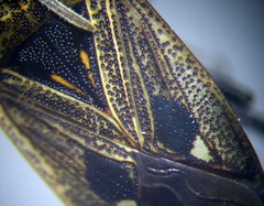 Graptopeltus lynceus