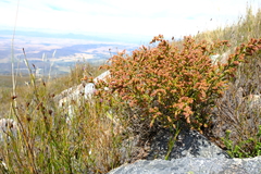 Passerina burchellii