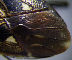 Graptopeltus lynceus