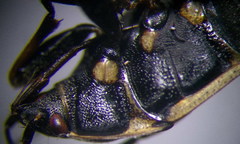 Graptopeltus lynceus