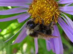 Bombus flavidus flavidus