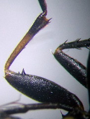 Graptopeltus lynceus