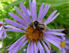 Bombus flavidus flavidus