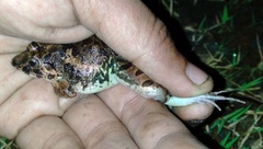 Fejervarya limnocharis