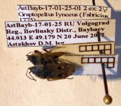 Graptopeltus lynceus