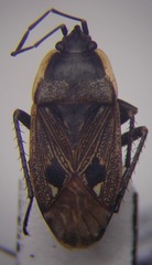 Graptopeltus lynceus