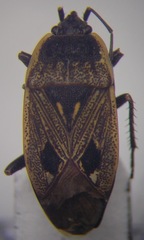 Graptopeltus lynceus