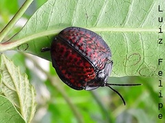Canistra irrorata
