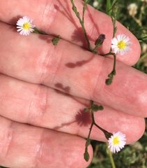 Symphyotrichum subulatum